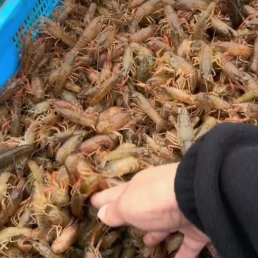 特种虾苗，种虾