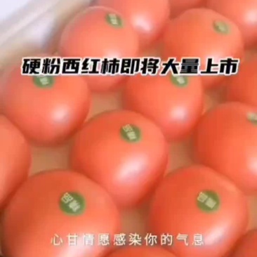 硬粉西红柿