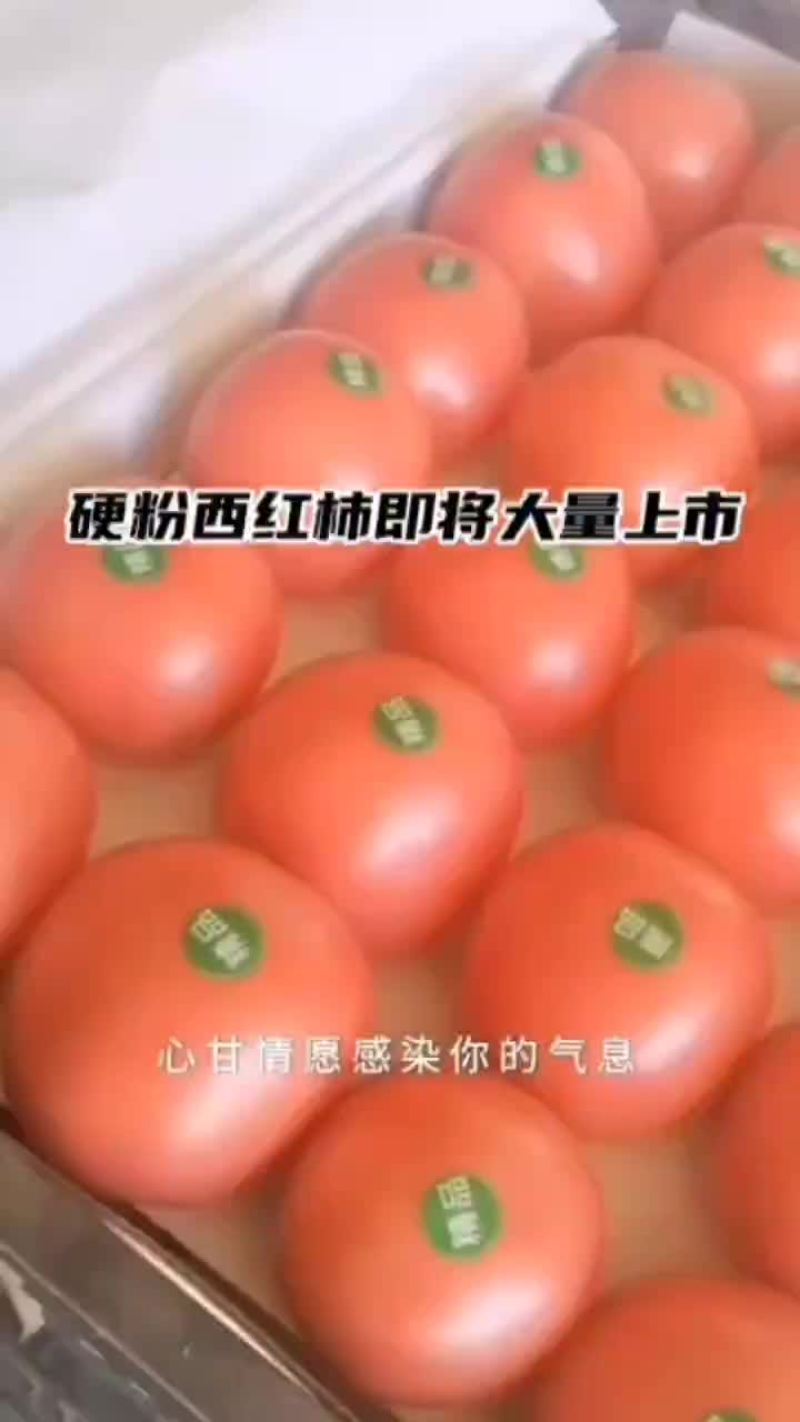 硬粉西红柿