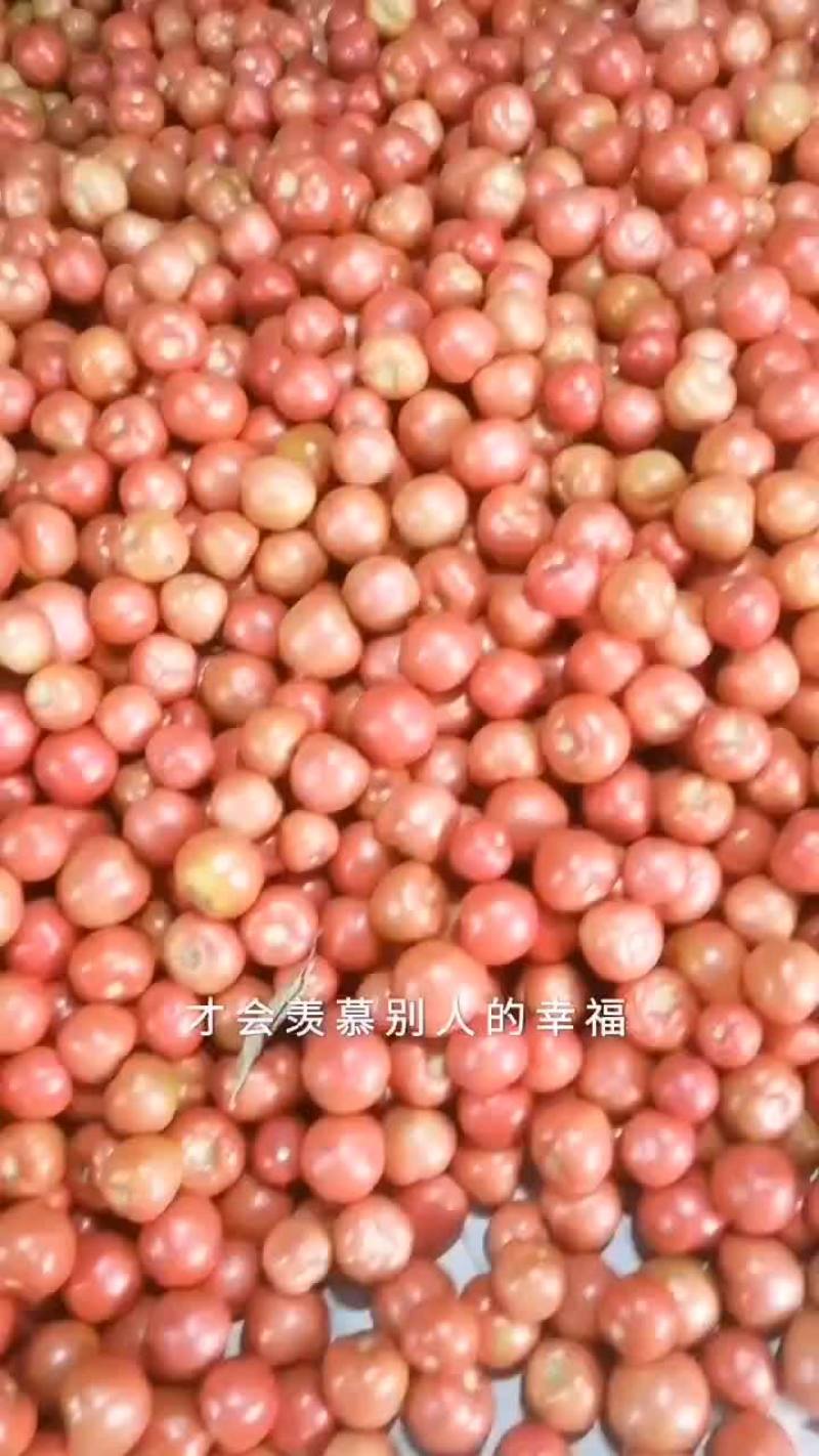 硬粉西红柿