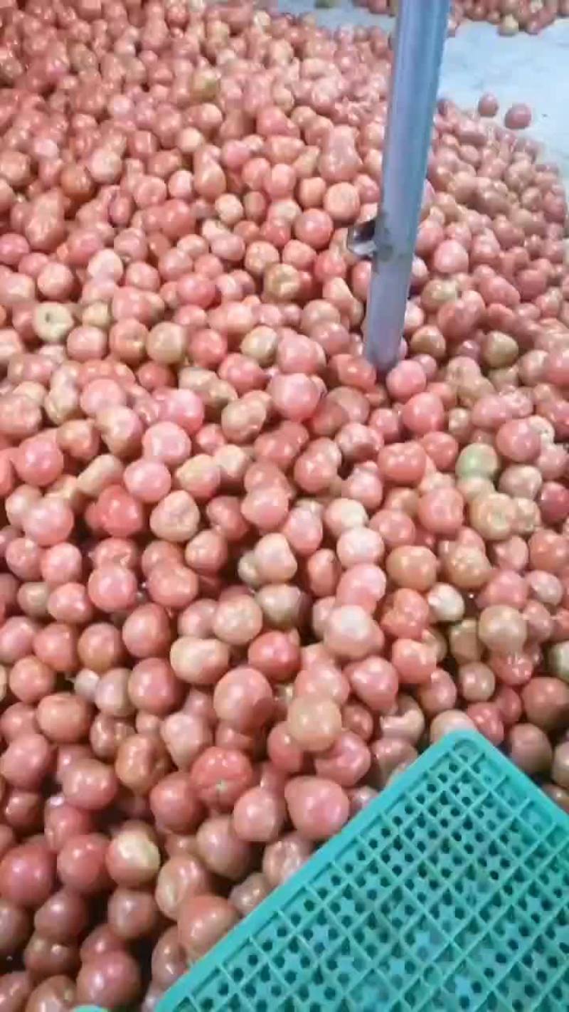 硬粉西红柿