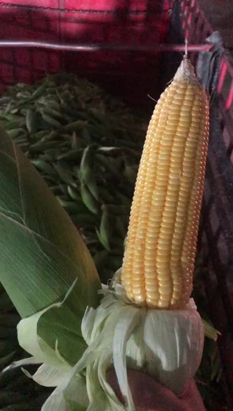 工厂货