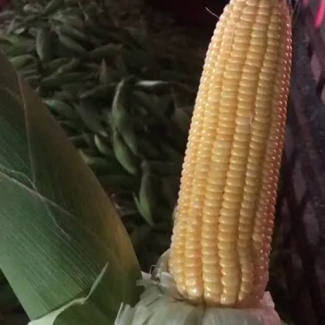 工厂货