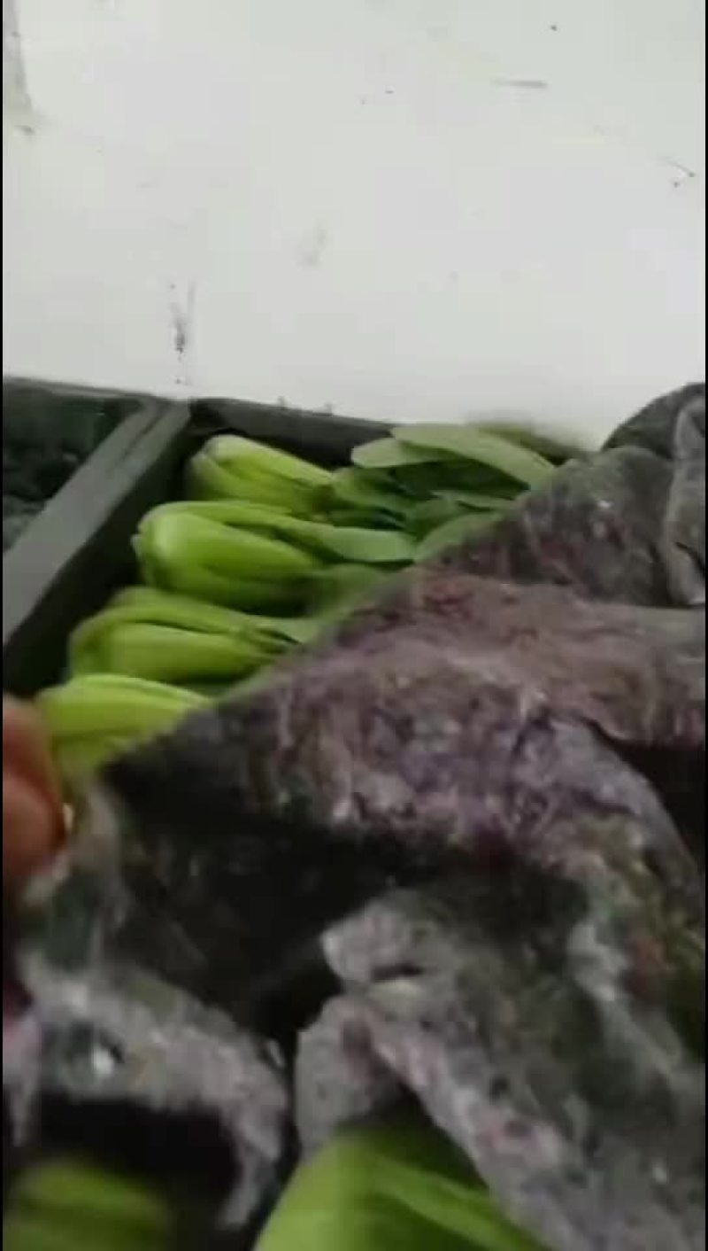 上海青
