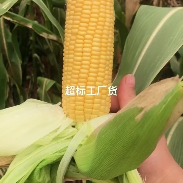 电商工厂玉米大量供应中。原产地发货