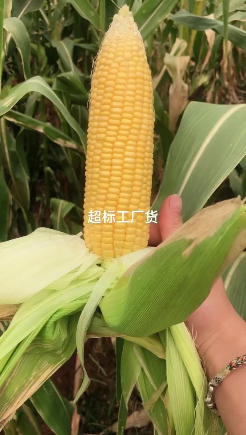 电商工厂玉米大量供应中。原产地发货