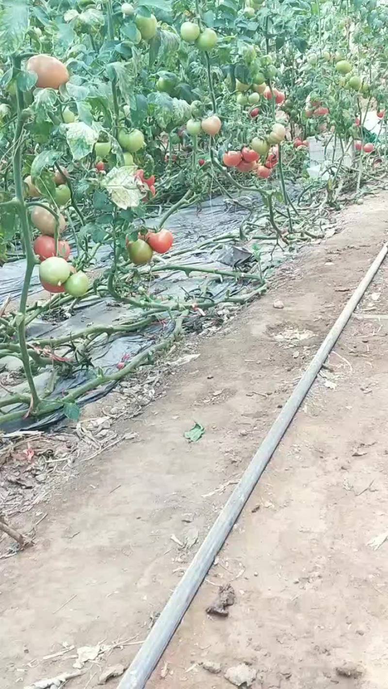 西红柿
