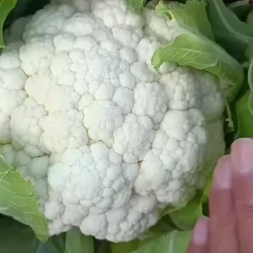 河北邯郸菜花，大量现货，质量保证。