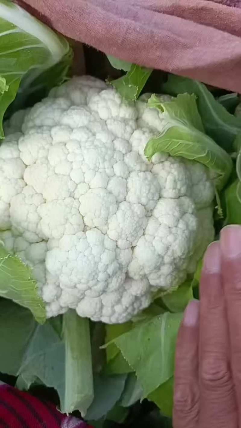 河北邯郸菜花，大量现货，质量保证。