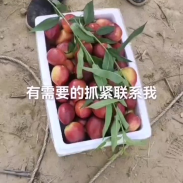 油桃
