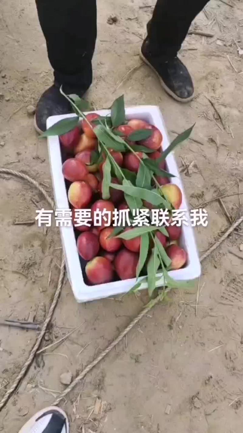 油桃