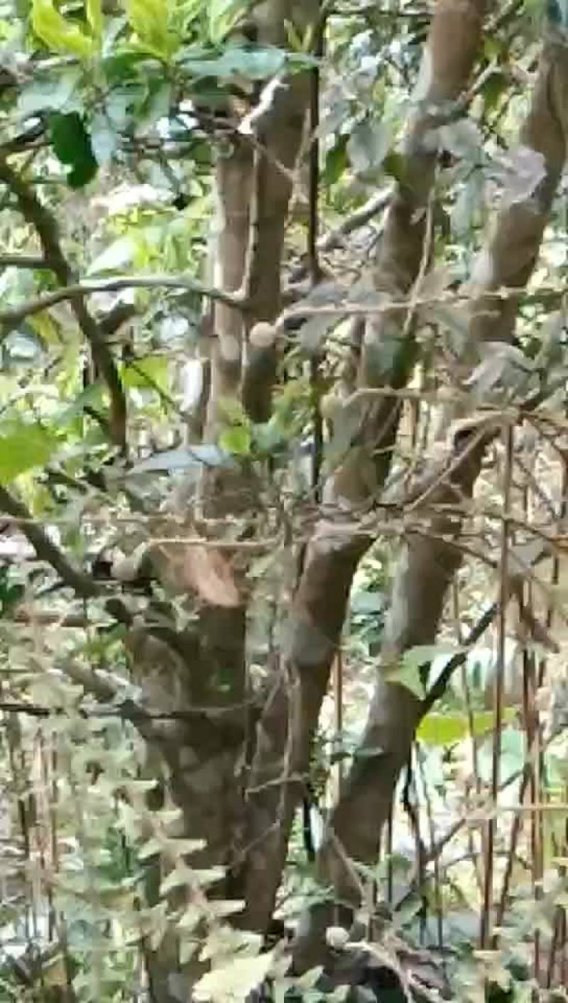 广西金秀瑶山野生老树红茶