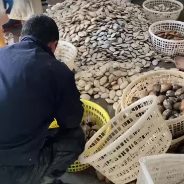刀贝，黄贝，北极贝，有货