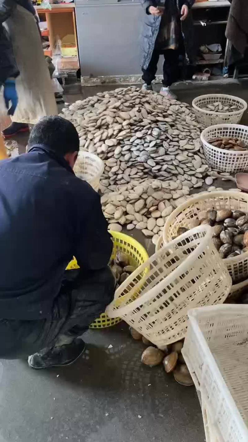 刀贝，黄贝，北极贝，有货