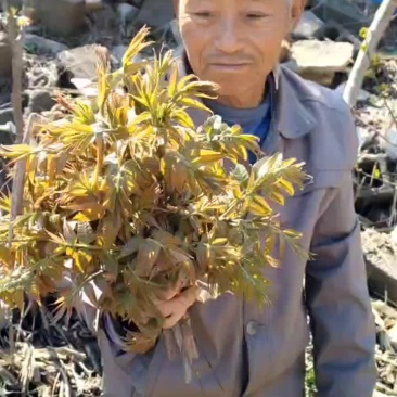 红芽香椿