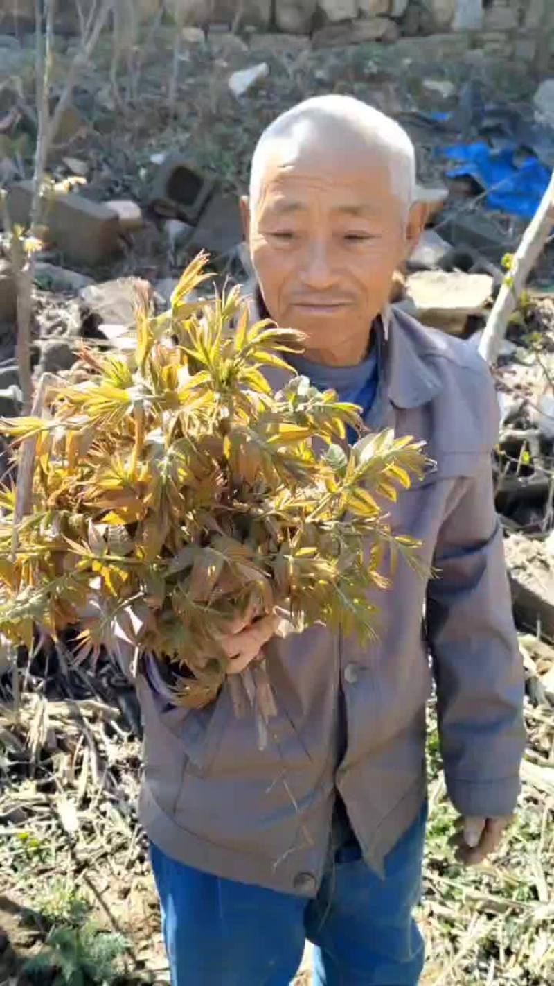 红芽香椿