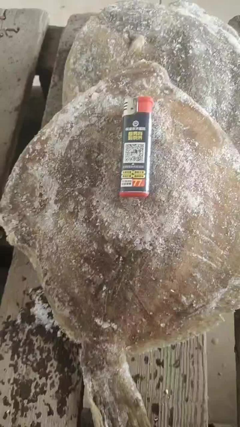 特价多宝鱼