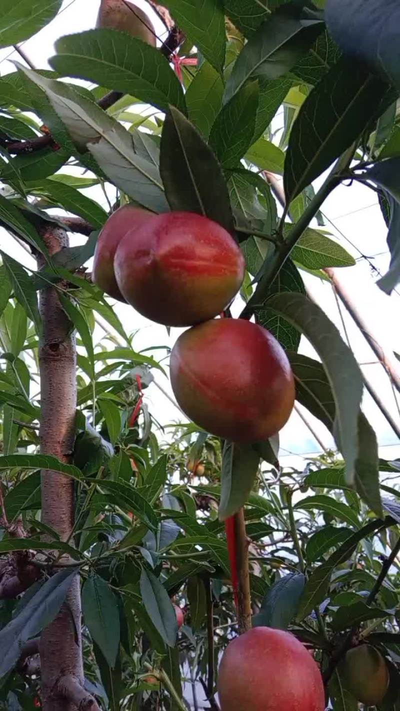 露天9602甜油桃上市中