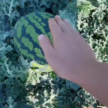 甜王西瓜