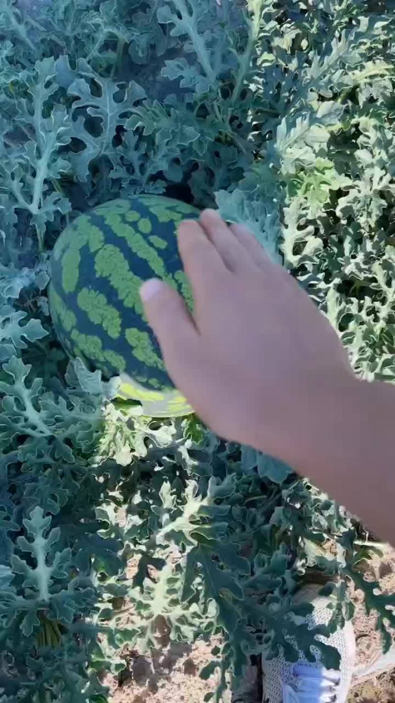 甜王西瓜