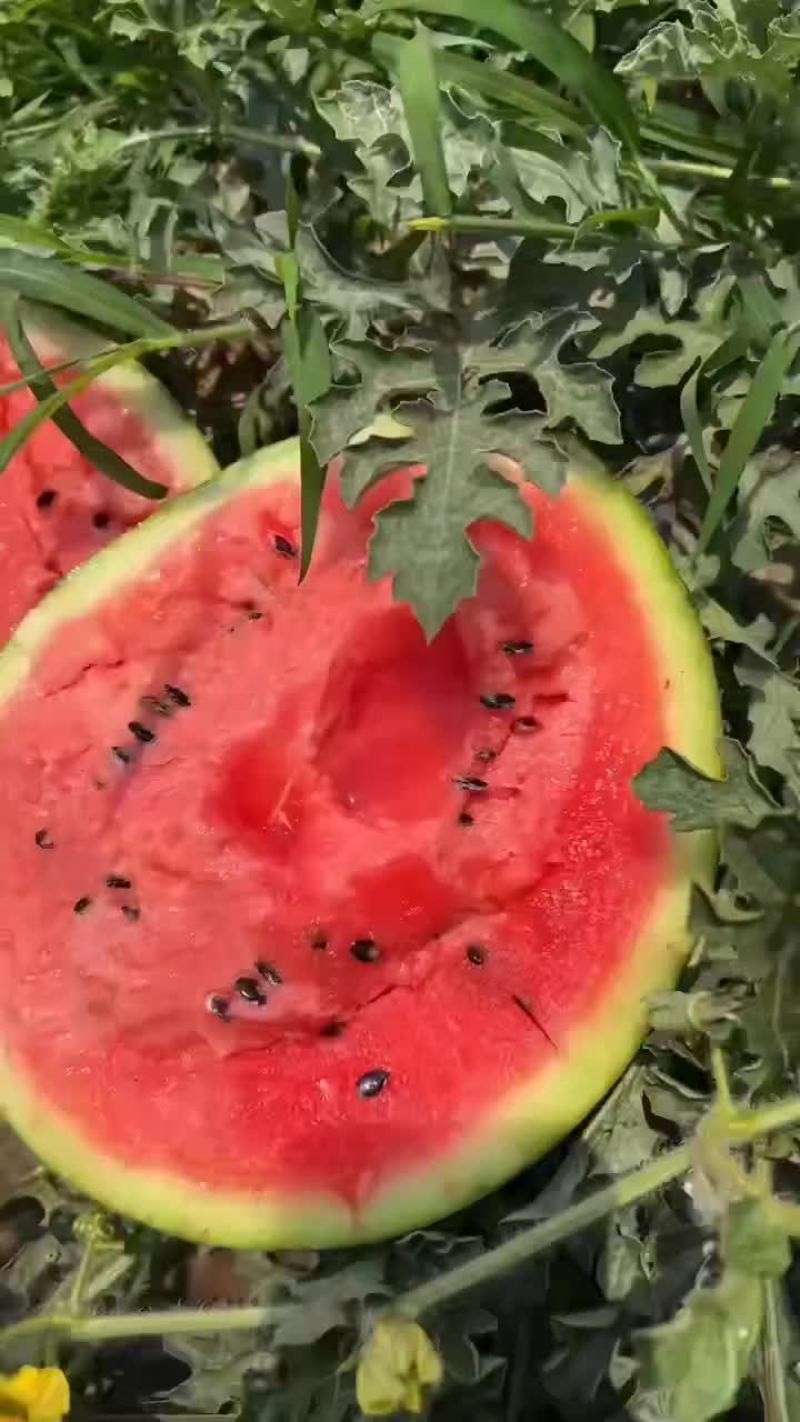 甜王西瓜