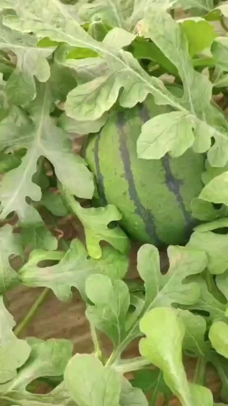 甜王京心二k各种甜瓜大量上市