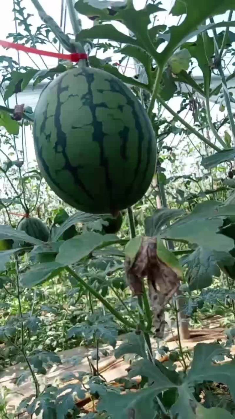 甜王京心二k各种甜瓜大量上市