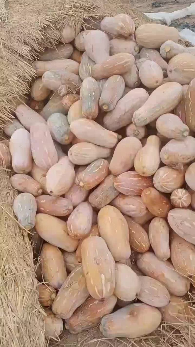 南瓜