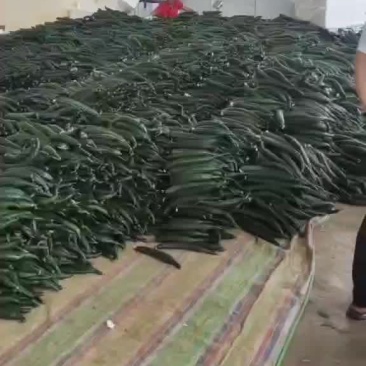 次品黄瓜(弯瓜小瓜)
