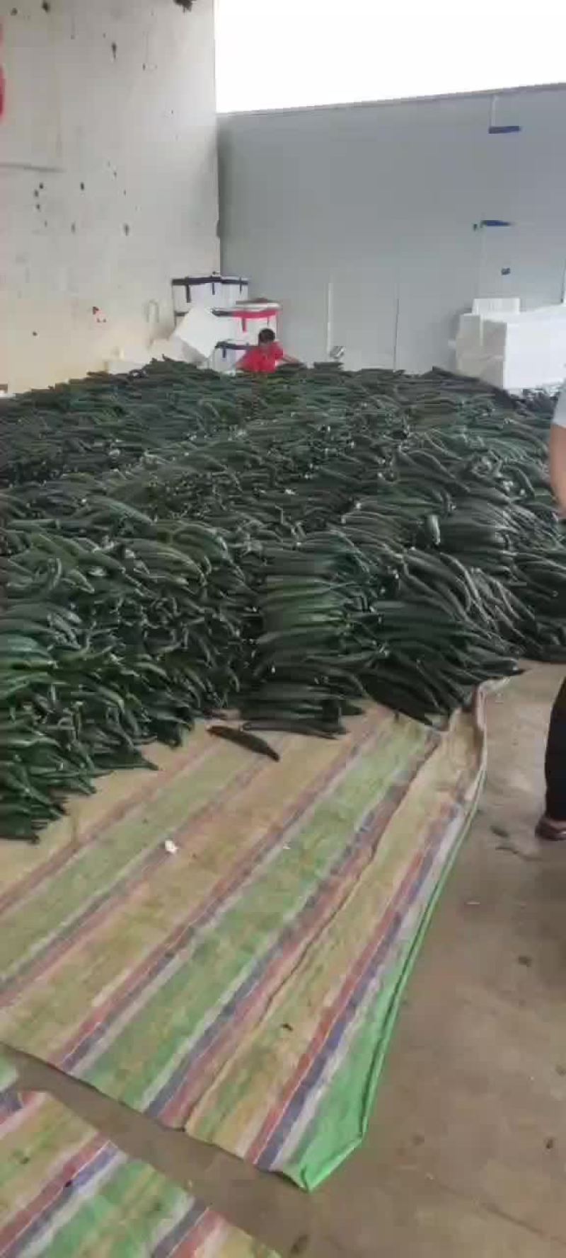 次品黄瓜(弯瓜小瓜)