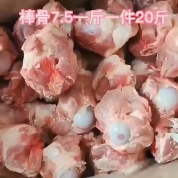 多肉拳头骨厂家直发基地直供品质保证全年供货