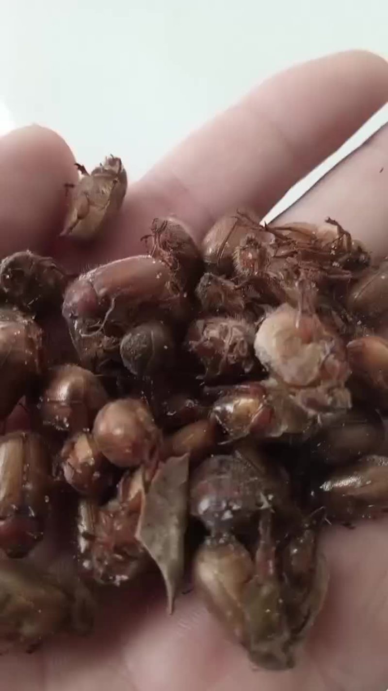 金龟子，瞎碰，胖小子，油脂黄