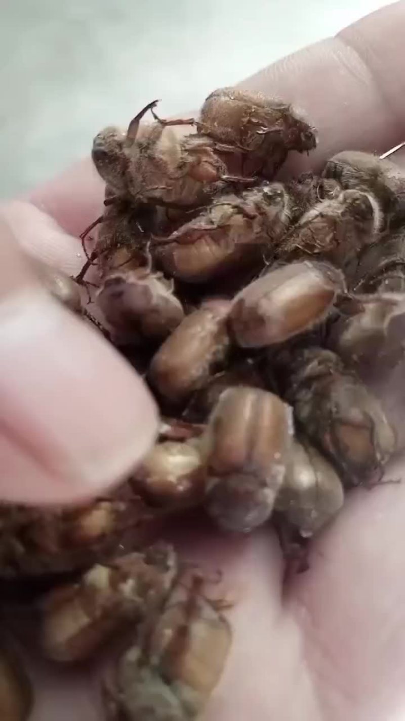 金龟子，瞎碰，胖小子，油脂黄