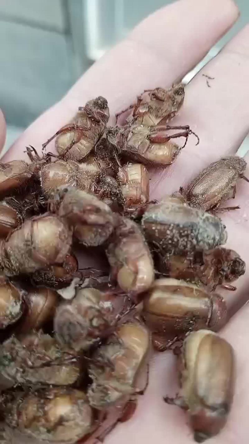 金龟子，瞎碰，胖小子，油脂黄