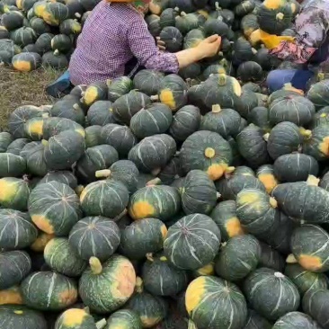 板栗南瓜