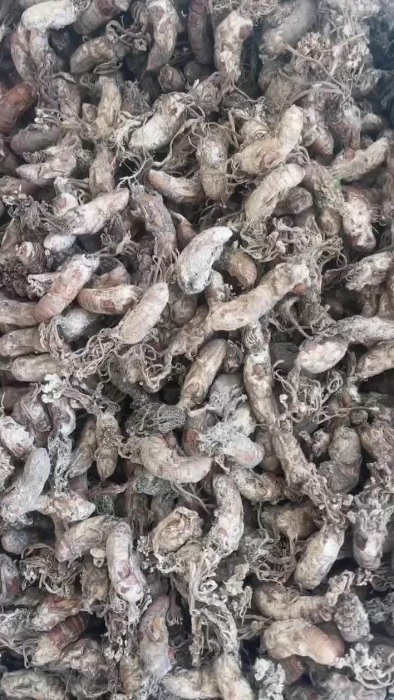 金蝉花蝉花冬虫夏草