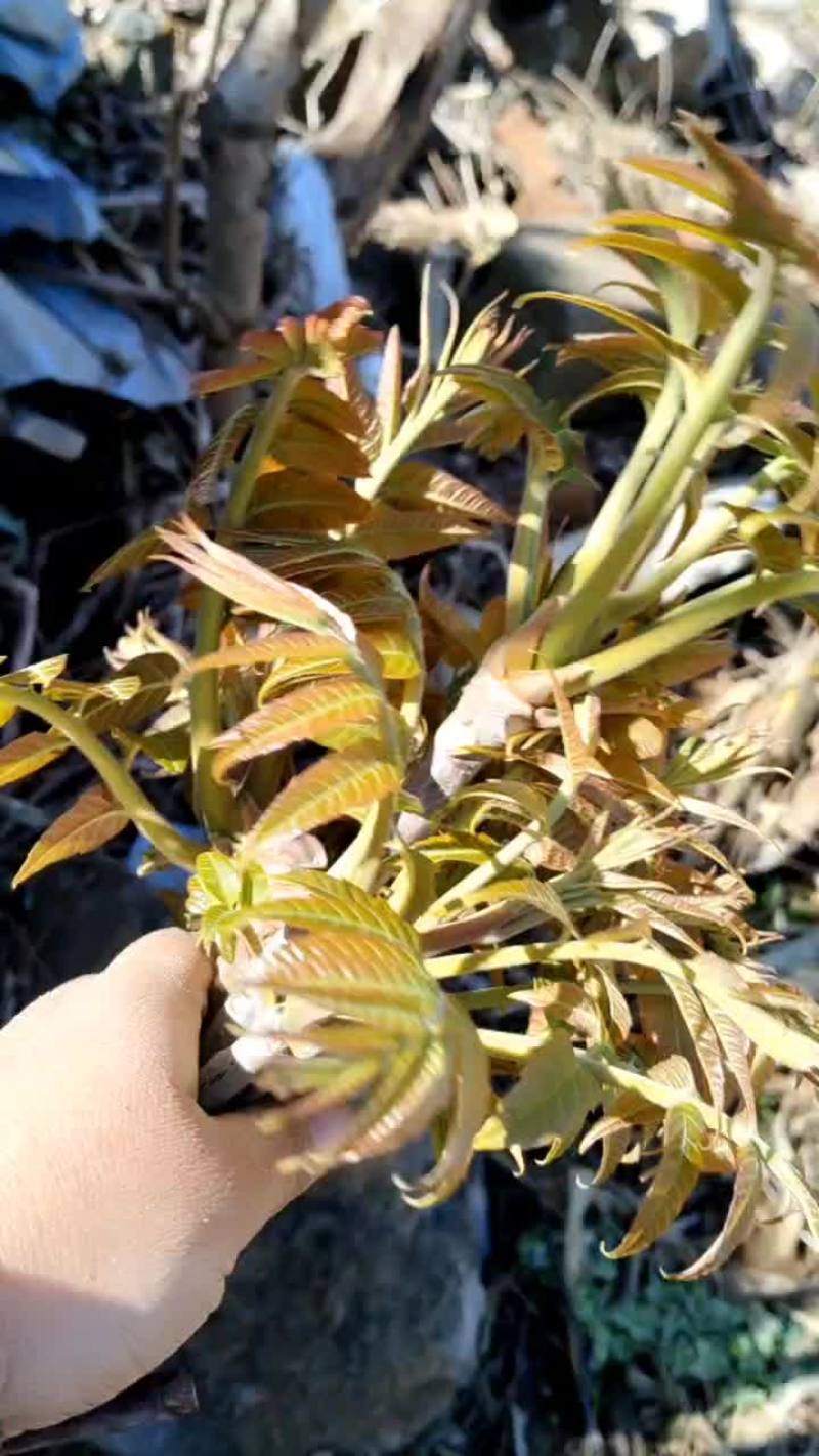 红芽香椿