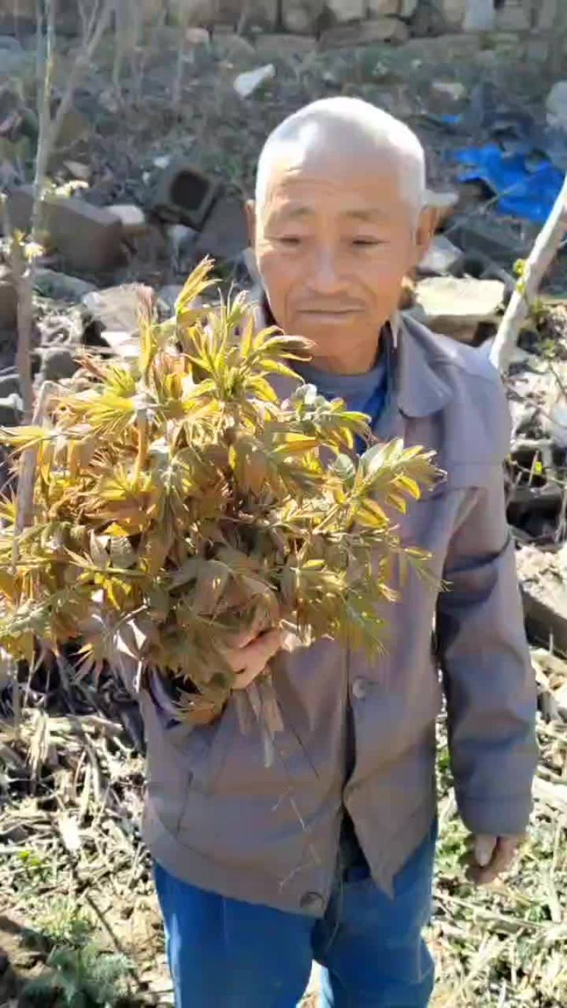 红芽香椿