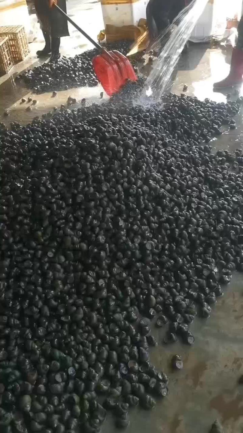 精品田螺