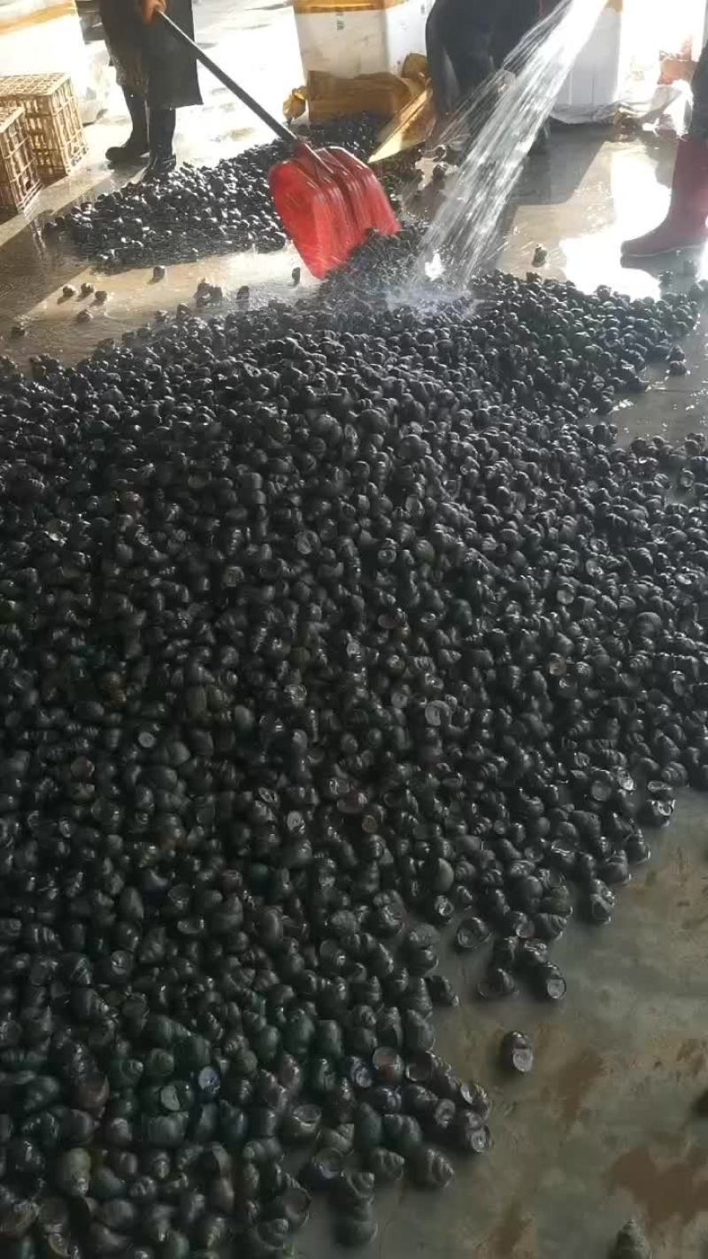 精品田螺