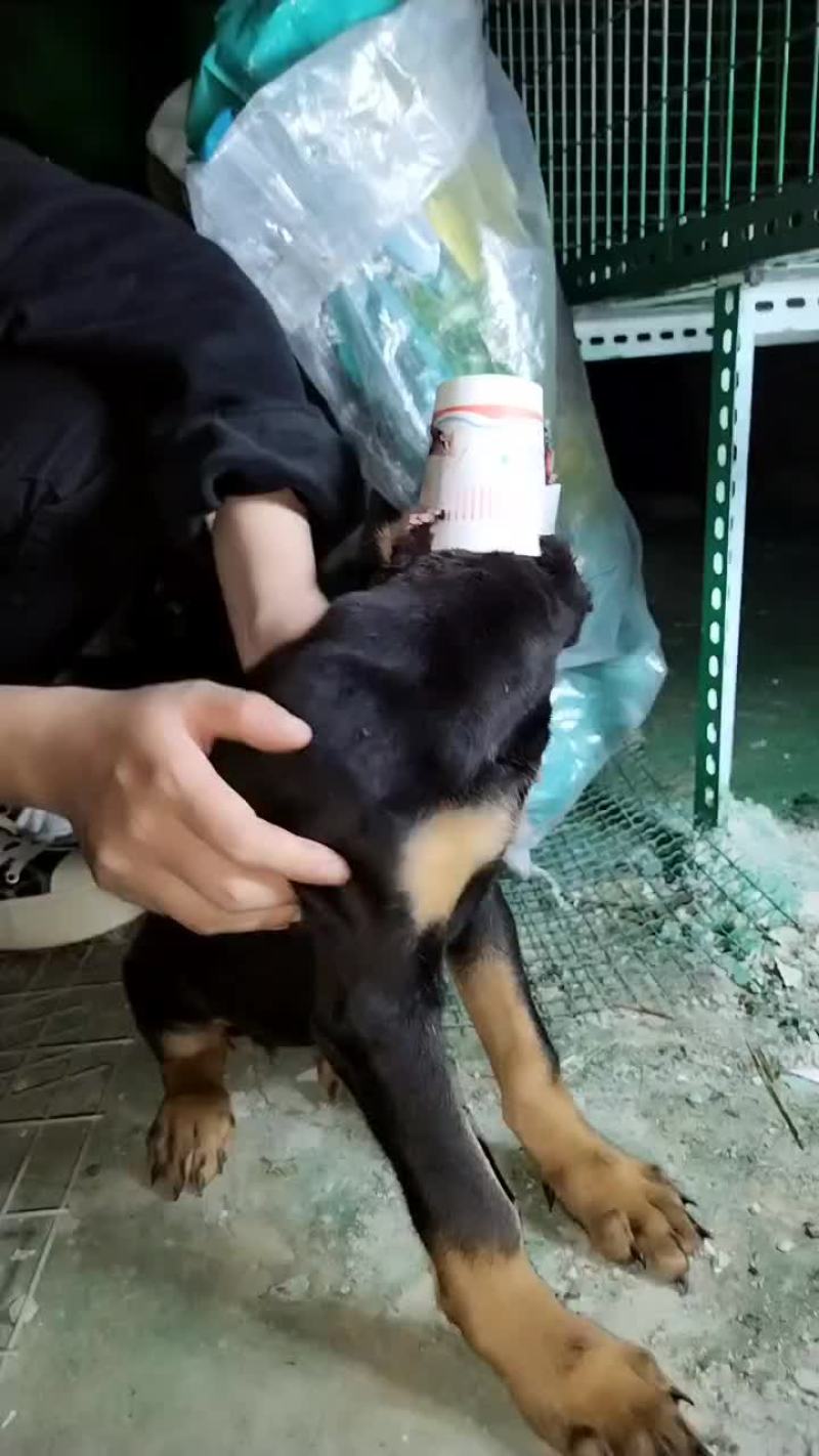 杜宾大量现货，一手货源