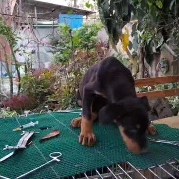 杜宾大量现货，一手货源