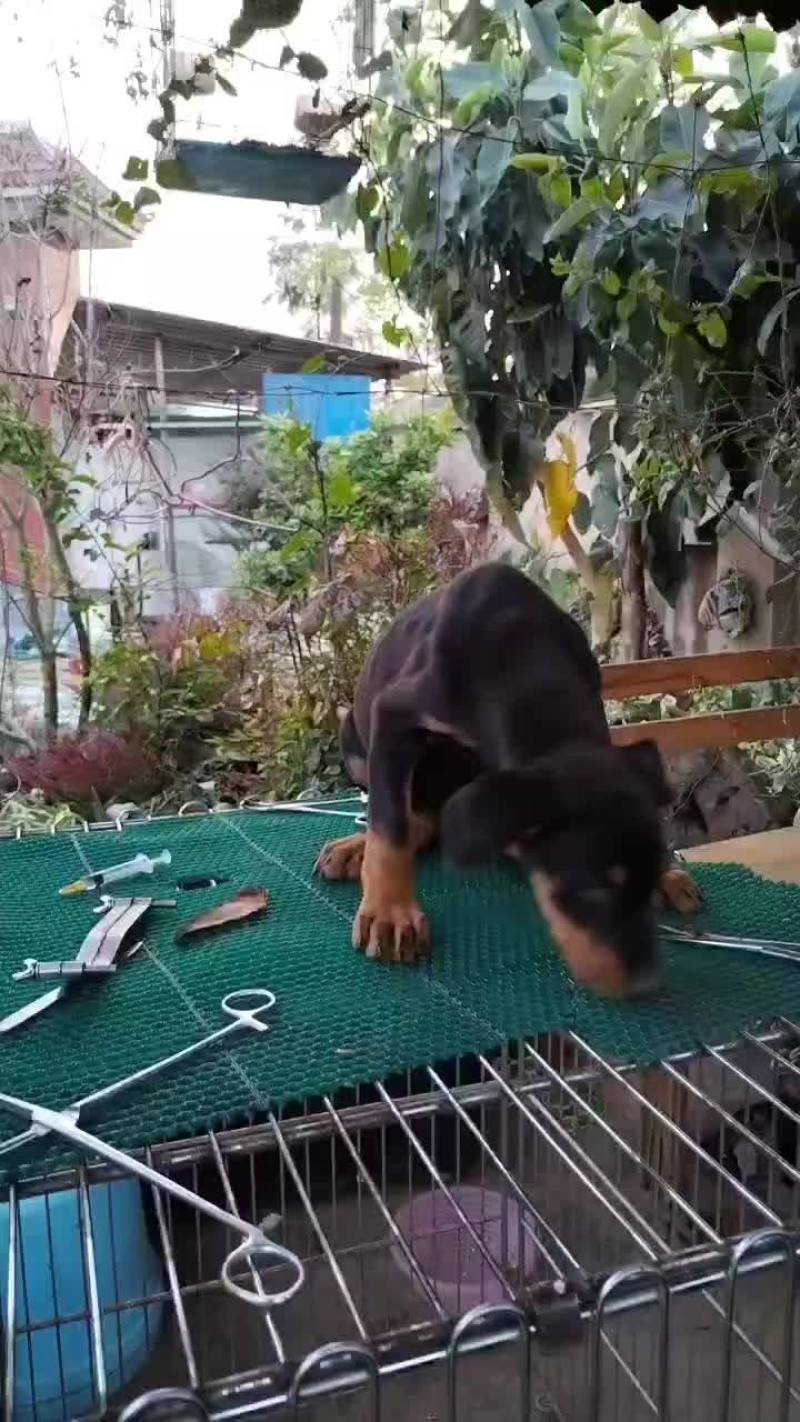 杜宾大量现货，一手货源