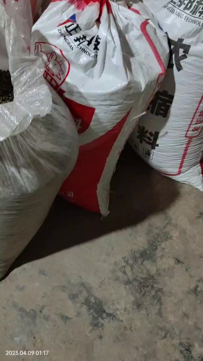 出售方竹米大竹米筑竹米罗汉竹米