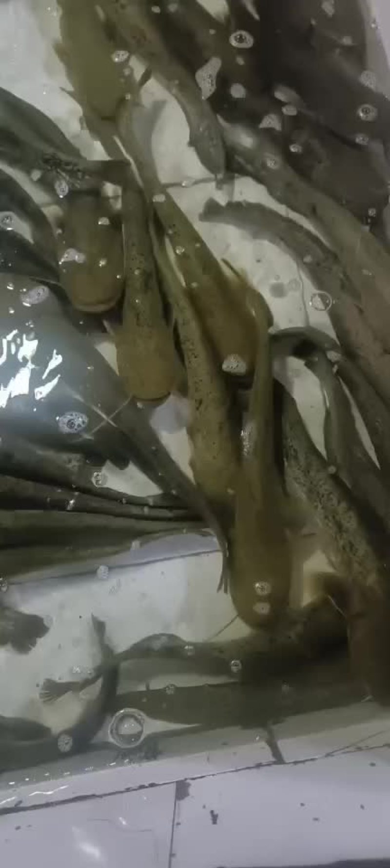 小鲶鱼半斤左右