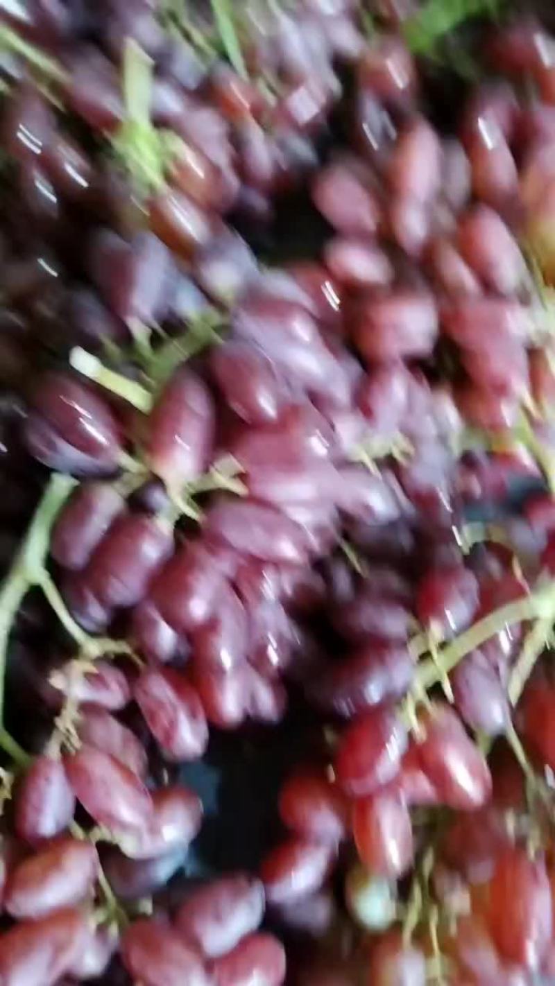 克伦生葡萄