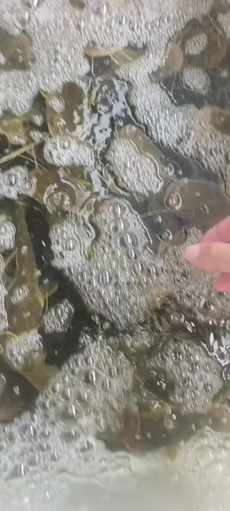 小鲶鱼半斤左右