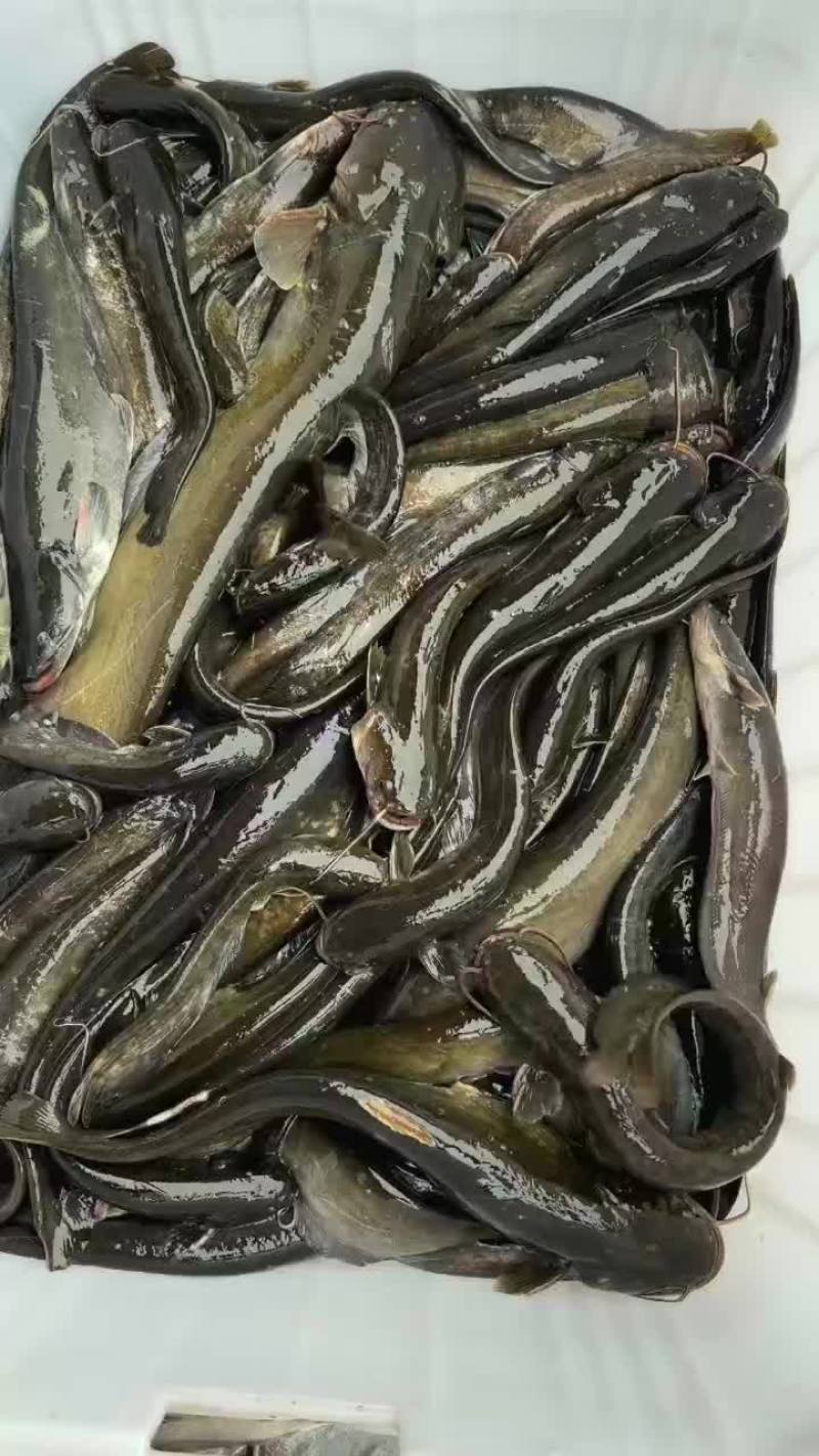 小鲶鱼半斤左右