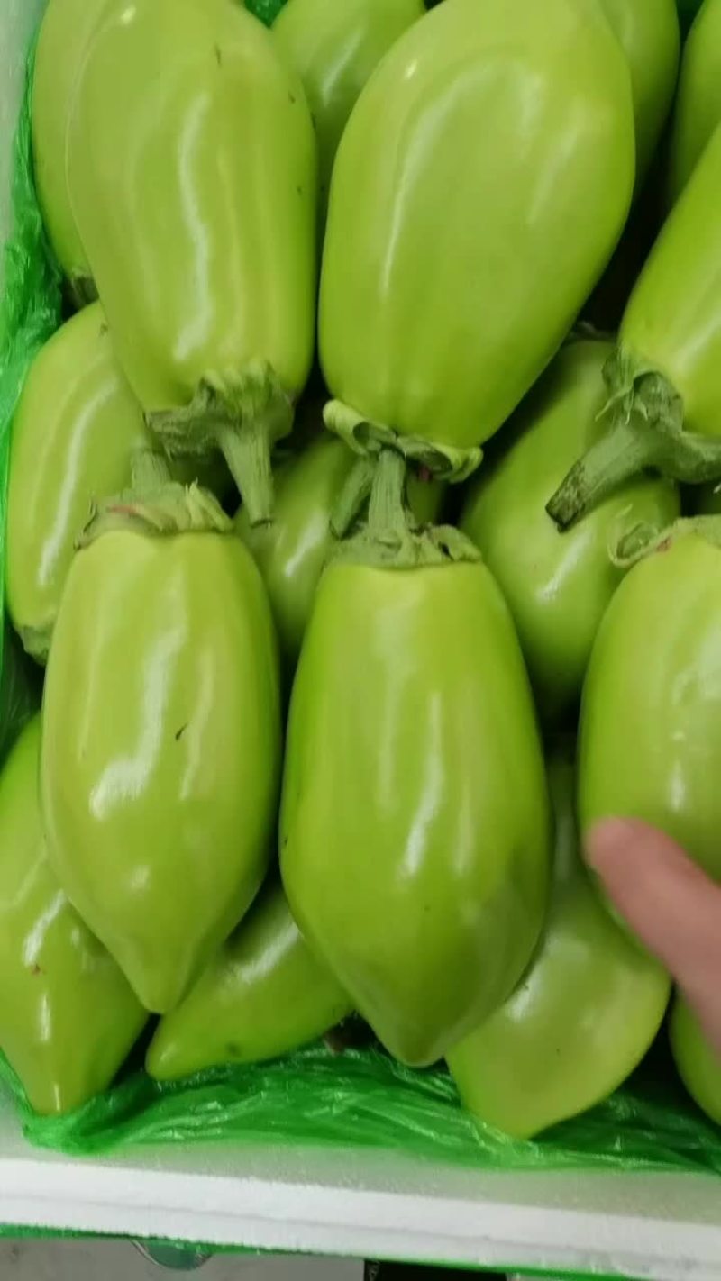 小秧茄子下来了