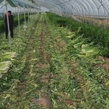 大量西芹，有需要联系我